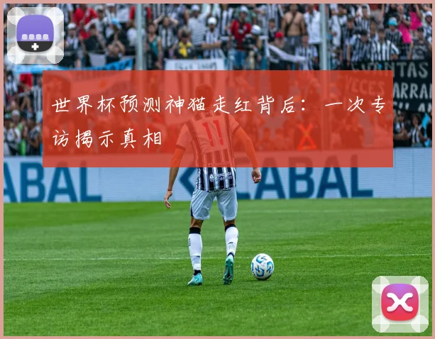世界杯预测神猫走红背后：一次专访揭示真相