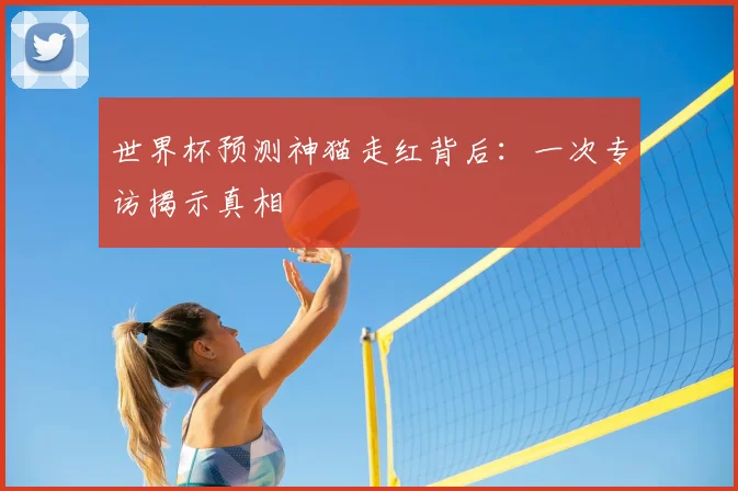 世界杯预测神猫走红背后：一次专访揭示真相